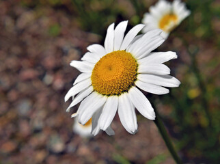 Close-up of a white daisy growing in a meadow with a blurred backgroun. 