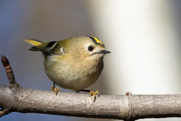 Goldcrest, Regulus regulus. The bird sits on a tree branch, close-up