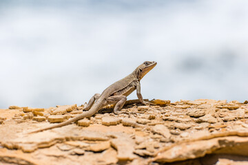 Lizard in the Paracas National Reserve in Peru