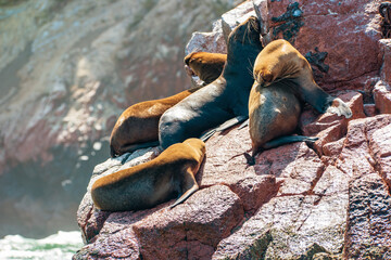 South American sea lions at the Ballestas Islands in Peru