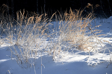 Zasypane śniegiem trawy oświetlone promieniami słońca.