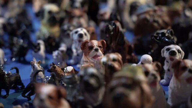 Close up of different miniature dogs