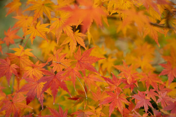 紅葉にて