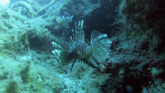 Lionfish pterois is a venomous marine fish.Also called firefish turkeyfish tastyfish butterfly-cod.Red white black bands, spiky fin rays.Pterois radiata volitans miles, underwater sea tropical exotic.