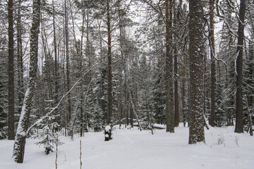 spruce trees in the forest in winter