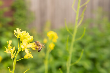 a bee pollinates a mustard flower on a spring morning