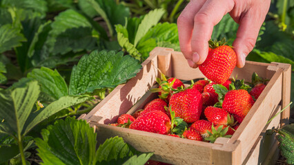 Farmer's hand puts a large strawberry berry in a box