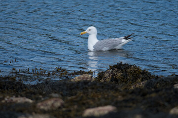 Herring Gull in the water off the coast of Maine