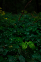 dark evergreen foliage plant leaves from tropic rainforest, twilight lighting outdoor environment space, vertical photo
