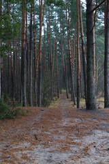 las ścieżka leśna, path through the forest
