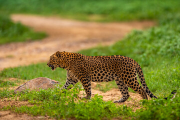indian wild male leopard or panther full length side profile prowl or stroll in natural monsoon green season during outdoor jungle safari at forest of central india - panthera pardus fusca