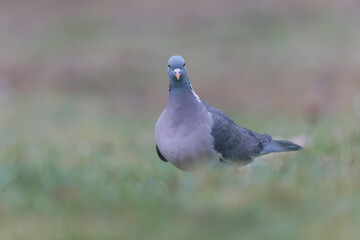 Wood pigeon Columba palumbus in close view on ground