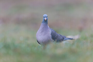 Wood pigeon Columba palumbus in close view on ground