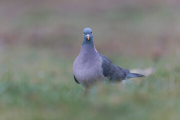 Wood pigeon Columba palumbus in close view on ground