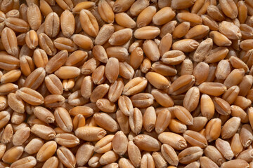 Detailed and large close up shot of wheat.