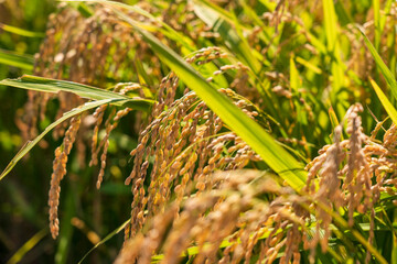 収穫前の田んぼ　豊に実るお米