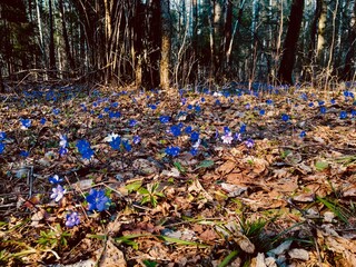autumn forest in the forest