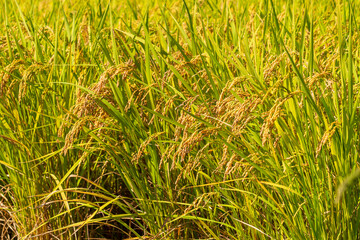 収穫前の田んぼ　豊に実るお米