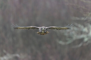 Common Buzzard Buteo buteo in close view