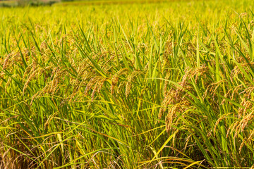 収穫前の田んぼ　豊に実るお米
