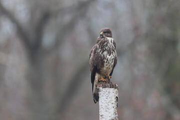 Common Buzzard Buteo buteo in close view