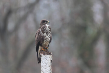 Common Buzzard Buteo buteo in close view