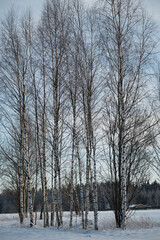 Russian winter away from hustle and bustle of city. Birch grove in winter in village, there is lot...
