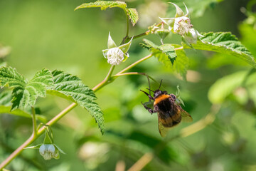 Bumblebee collects nectar from flowering blooming raspberries. Pollination