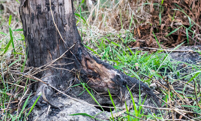 Burnt tree trunk in the forest close up shot with wild grasses