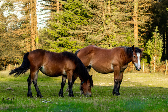 Caballos en el monte