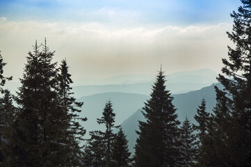 View trough trees over the hills of the Black Forest caught in haze.