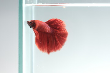Halfmoon Siamese fighting fish with bright red color in a glass tank against a white background, taken in a studio.