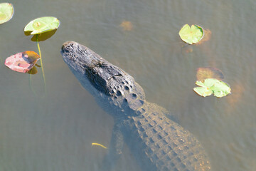 Alligator
