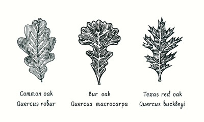 Common oak, Bur oak (Quercus macrocarpa) and Texas Red Oak  (Quercus buckleyi) leaf. Ink black and white doodle drawing in woodcut style.