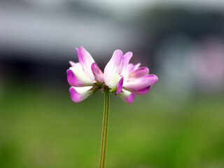 蓮華の花～日本の風景