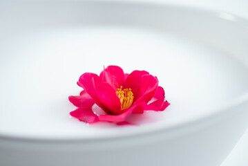 水面に浮かぶサザンカ