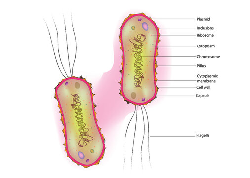 Lophotrichous bacteria anatomy (multiple flagella located at the same spot on the bacteria's surfaces which act in concert to drive the bacteria in a single direction)