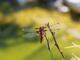 Libelle