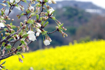 菜の花畑～日本の風景