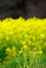 菜の花畑～日本の風景