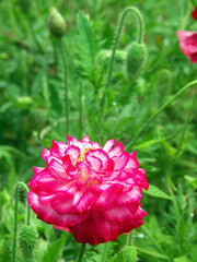 KONICA MINOLTA DIGITAL CAMERA