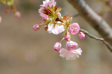川面の桜～日本の風景