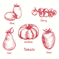 Tomato variety collection. Plum, Cherry, Pear, Heirloom, Roma. Ink black and white doodle drawing in woodcut style