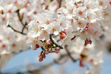 川面の桜～日本の風景