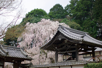 大野寺のしだれ桜～日本の風景