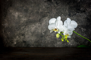 White orchid flower on a dark grey background with copy space