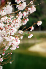 川面の桜～日本の風景