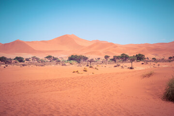 Fototapeta na wymiar Green desert oasis at Sossusvlei in Namibia