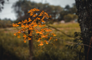 autumn in the forest