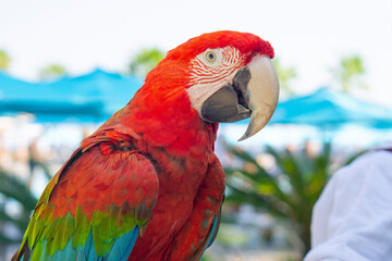 Portrait of macaw parrot at a resort on the beach with palm tree in the background © Tetiana